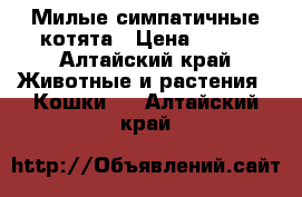 Милые симпатичные котята › Цена ­ 250 - Алтайский край Животные и растения » Кошки   . Алтайский край